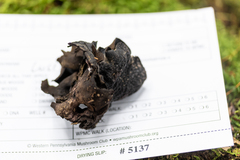 Ionomidotis irregularis