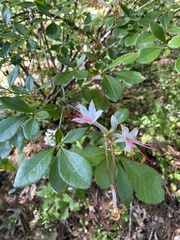 Rhododendron