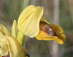 Ophrys lutea