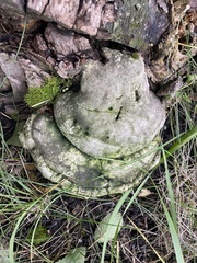 Fomes fomentarius