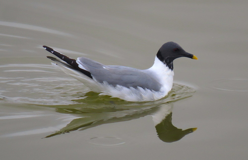 Mouette de Sabine