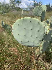 Opuntia orbiculata