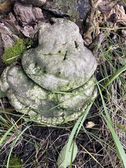 Fomes fomentarius