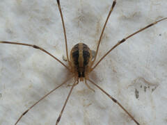 Cosmobunus granarius