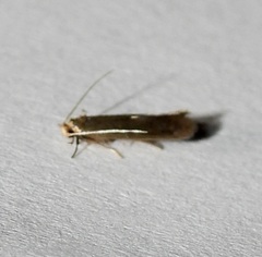 Phaeoses sabinella