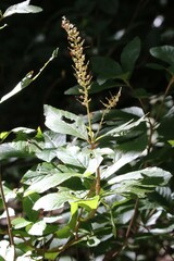 Clethra alnifolia