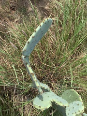 Opuntia orbiculata