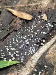 Helicogloea