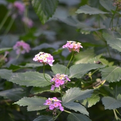 Lantana achyranthifolia
