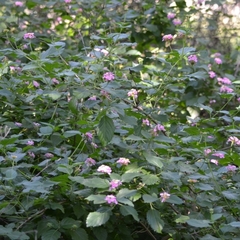 Lantana achyranthifolia