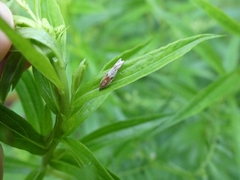Eucosma cana