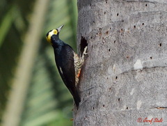 Melanerpes cruentatus