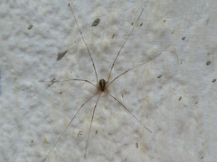 Cosmobunus granarius