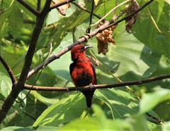 Myzomela cardinalis sanfordi