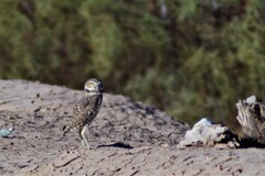 Athene cunicularia hypugaea