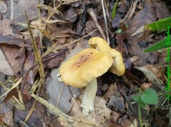 Cantharellus cibarius
