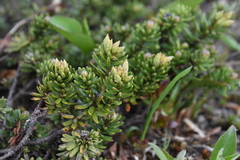 Phyllodoce glanduliflora