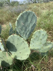 Opuntia orbiculata