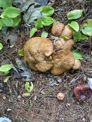 Russula fragrantissima