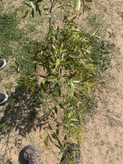 Blepharocalyx salicifolius