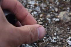 Luzula spicata