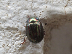Chrysolina americana