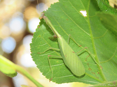 Parastagmatoptera