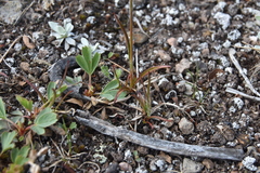 Luzula spicata