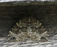 Eulithis explanata