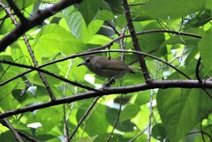 Rhipidura rennelliana