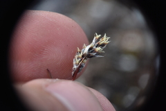 Luzula spicata