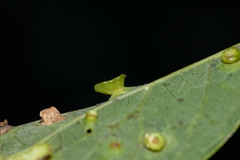 Pachypsylla celtidisasterisca