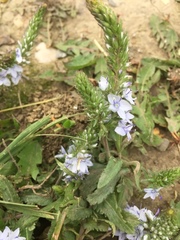 Veronica austriaca