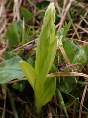 Orchidoideae