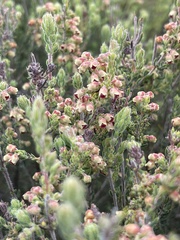 Erica leucopelta