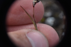 Luzula spicata