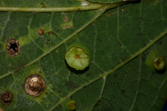 Pachypsylla celtidisasterisca