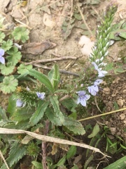 Veronica austriaca