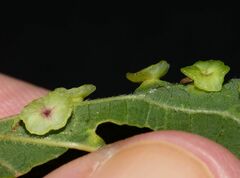 Pachypsylla celtidisasterisca