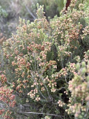 Erica leucopelta