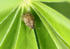 Neottiglossa pusilla