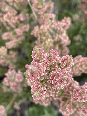 Erica leucopelta