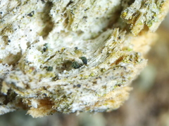 Microcalicium disseminatum