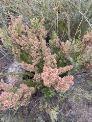 Erica leucopelta
