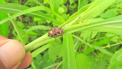 Euphoria leucographa