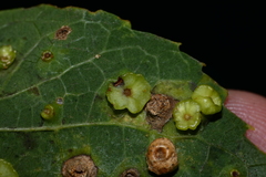 Pachypsylla celtidisasterisca