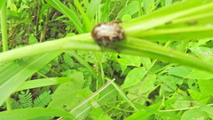 Euphoria leucographa