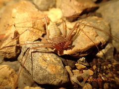 Amblypygi