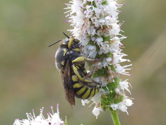 Anthidium florentinum