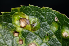 Pachypsylla celtidisasterisca